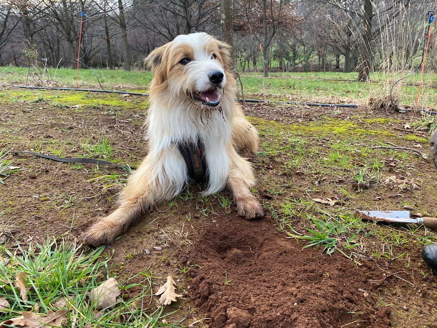A Tasmanian Smithfield dog lying on the ground in front of a dug up truffle on a farm.