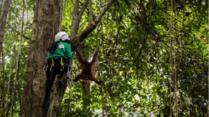 orangutan climbing.jpg