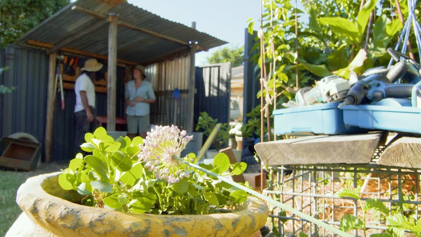 Potted flowering plant with man and woman standing under a lean-to in the background