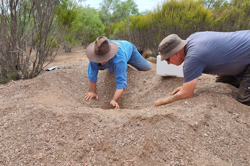 Two men digging out a dirt mound made by birds 
