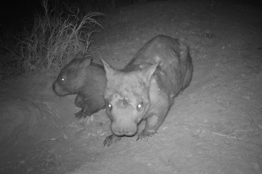 A black and white night vision picture of an adult and joey wombat