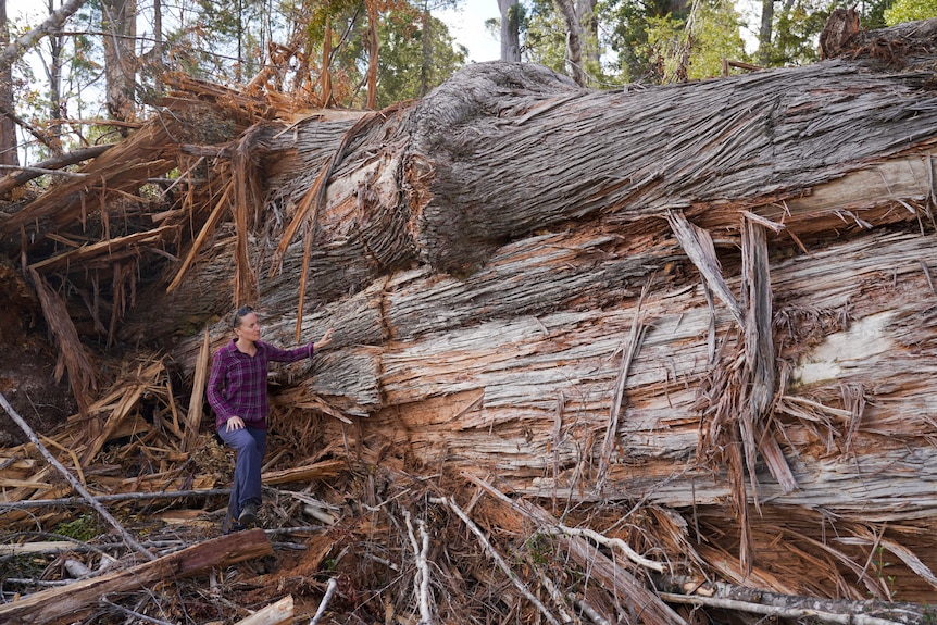A woman stands next to a huge fallen tree