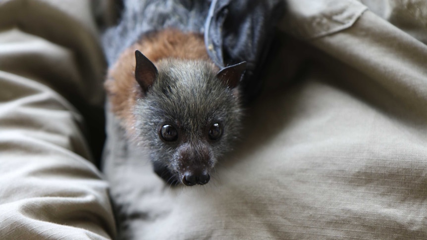 A flying-fox pup holding on to its foster carer