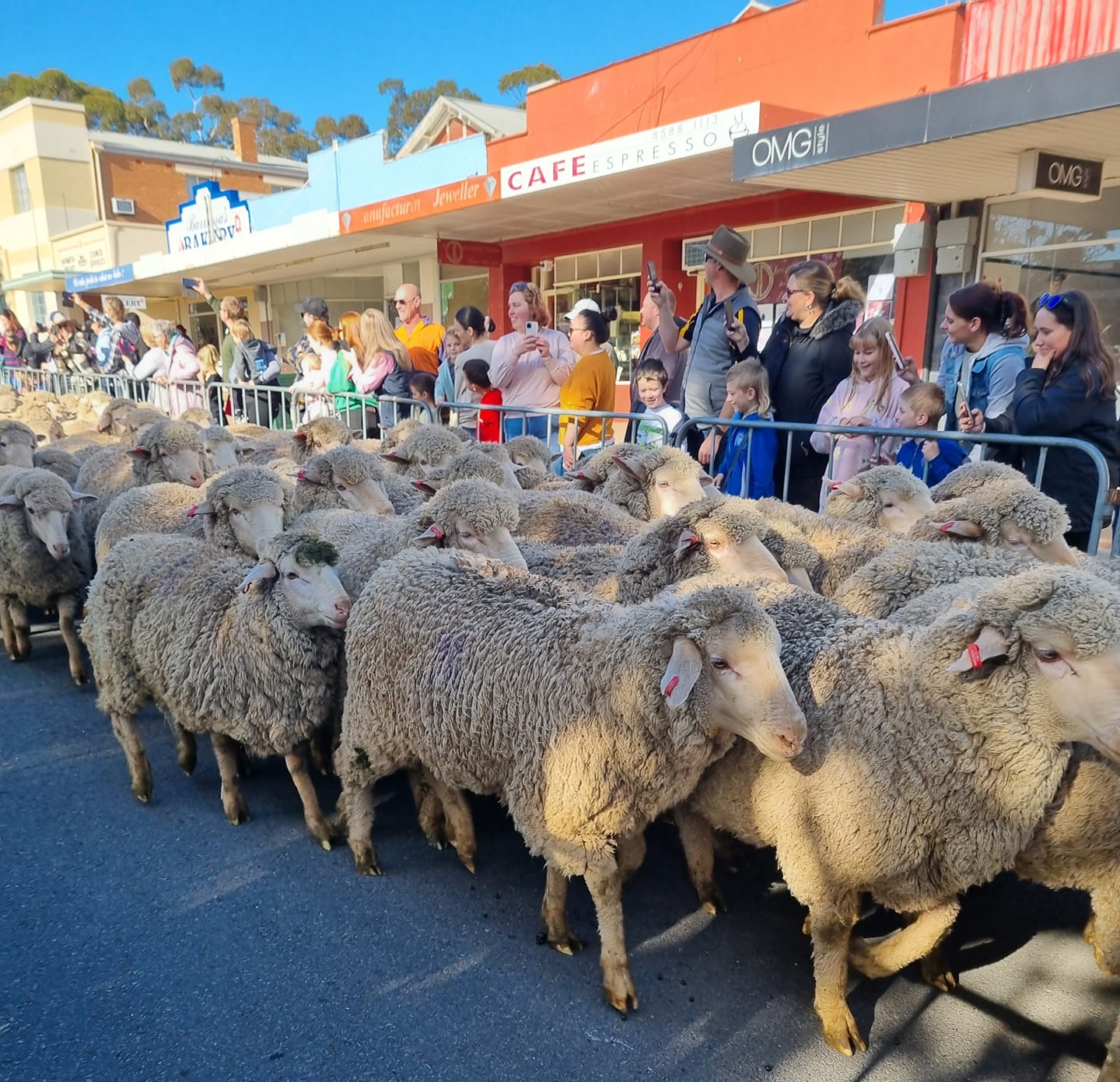 Running of the sheep returns as part of Barmera sheep dog trials ABC News