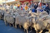 A group of sheep tightly running together along a fence line with a crowd looking on