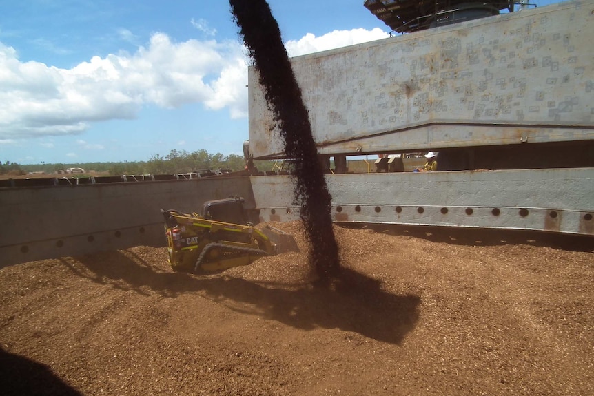 A bobcat distributes the woodchips evenly across the hold and compacts them, as chips are poured from a conveyor belt from above