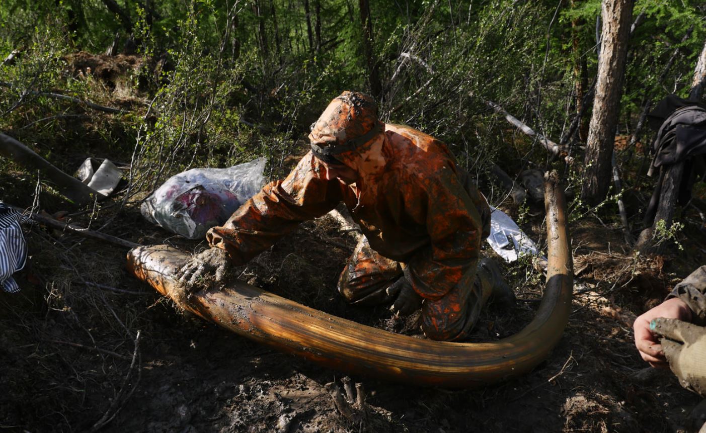 man with a mammoth tusk