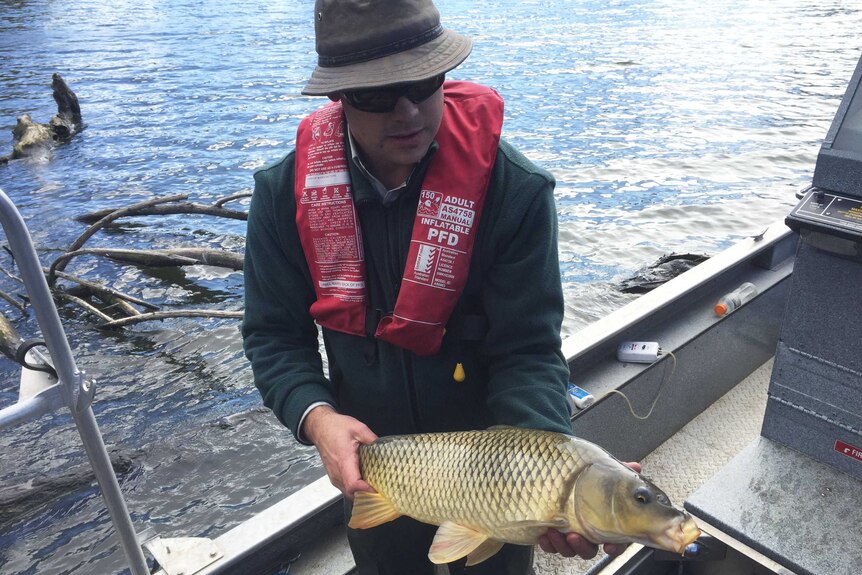 Aquatic Ecologist Matt Beitzel holds a carp from Lake Burley Griffin.