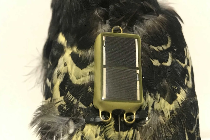 A small tracking device sits amongst feathers on the back of a specimen bird.