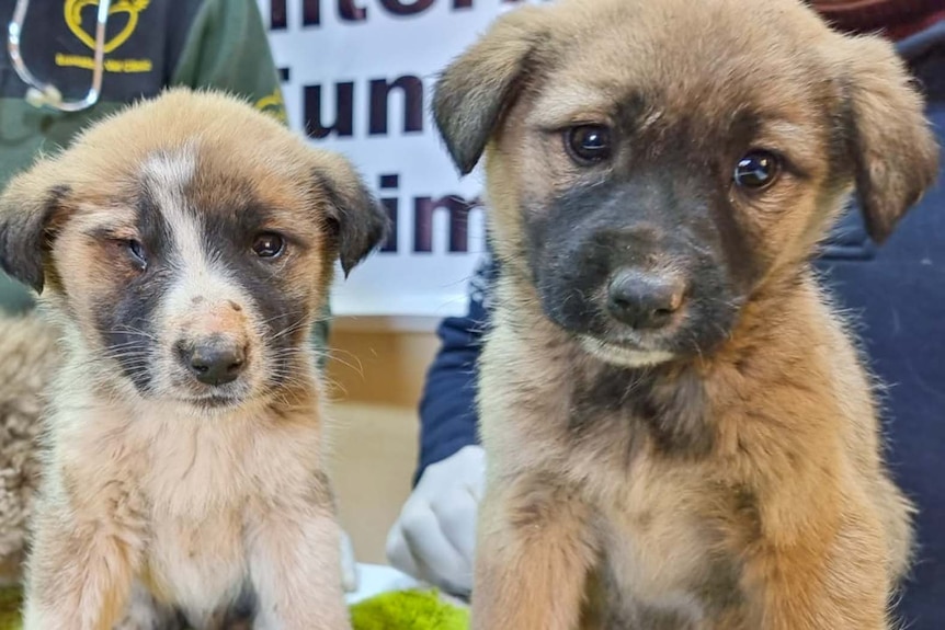 Three puppies sit on a table as two men check them for injuries.