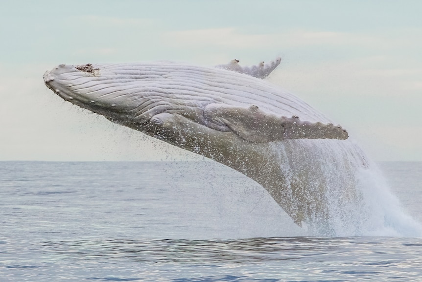 Migaloo the white whale