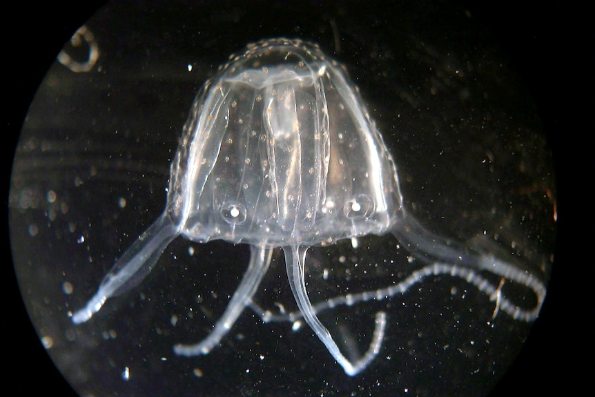 A white jellyfish against a black background.