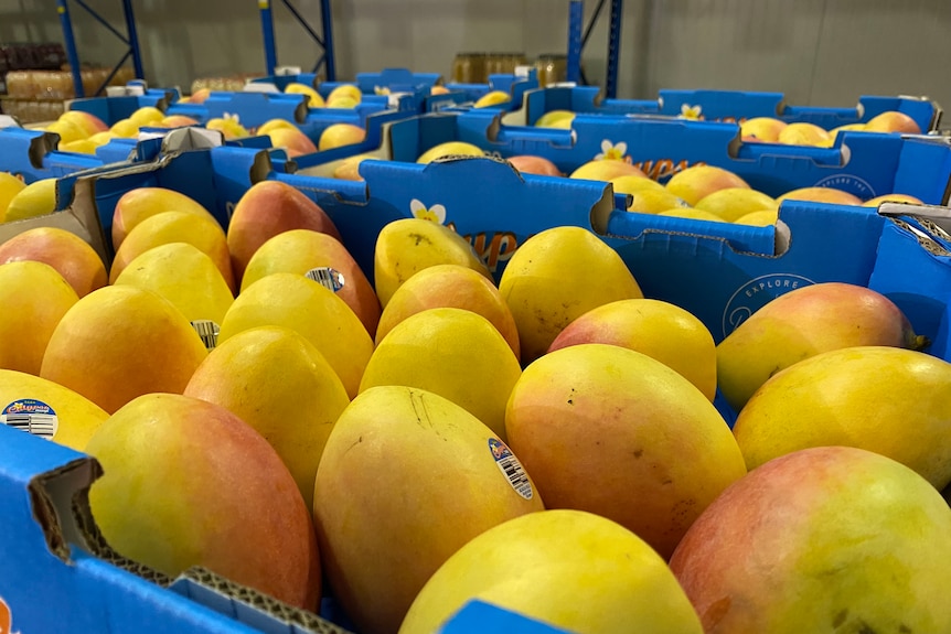 A crate of mangoes.