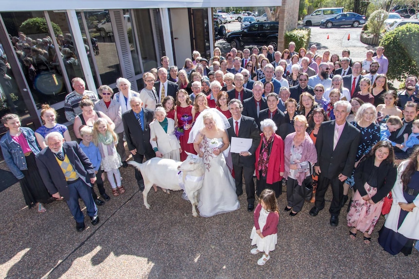 A large gathering of people at a wedding, including one goat, taken from high looking down on the crowd