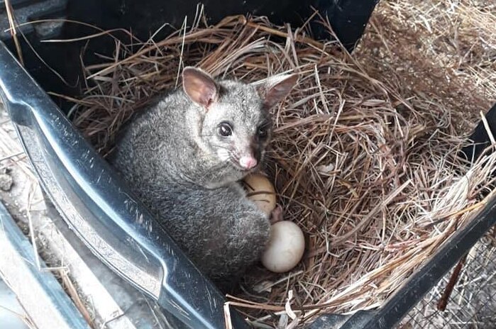 A possum sits on eggs in a chook pen.