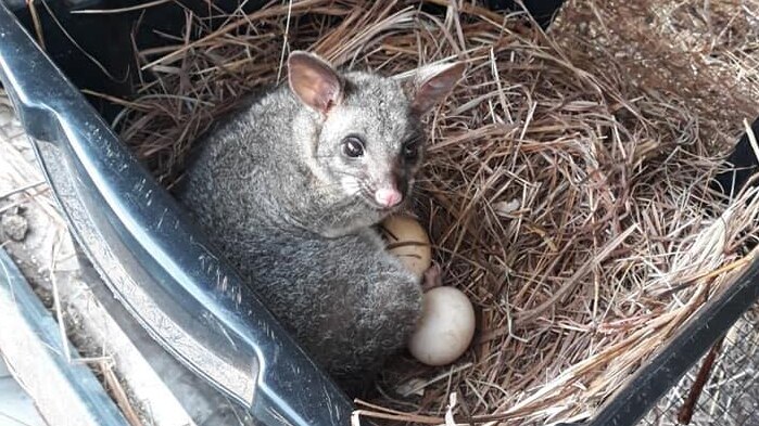 A possum sits on eggs in a chook pen.