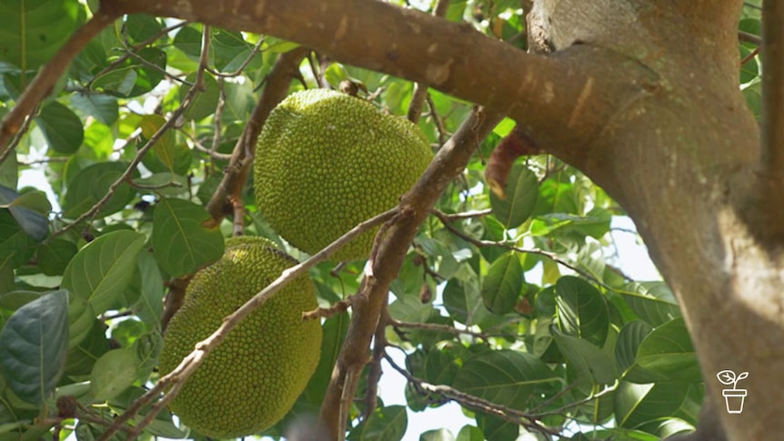 Light green lumpy-skinned fruit growing on tree