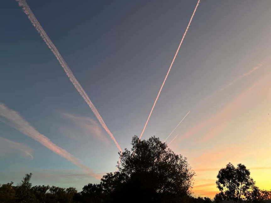 vapour trails shining pink over a tree