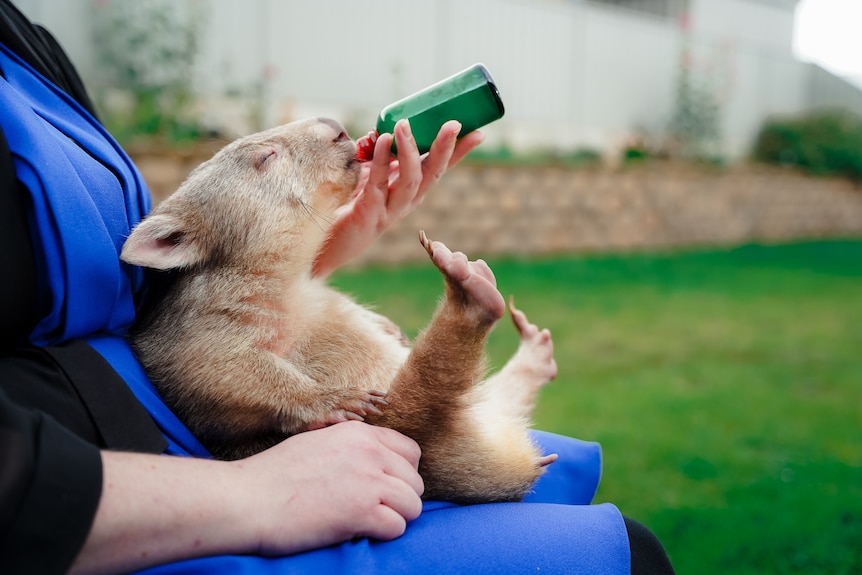 A wombat is seen enjoying a bottle of milk while resting on its back on Julia's lap. Its rear feet point up.