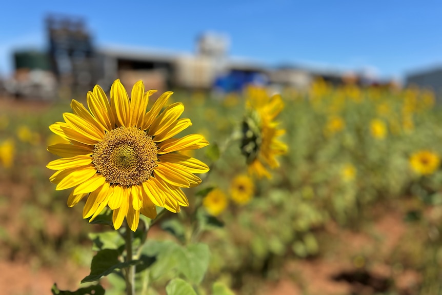 Sunflowers growing on Smith Family farms.