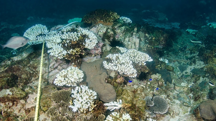An underwater coral outcrop showing large amounts of bleached coral.