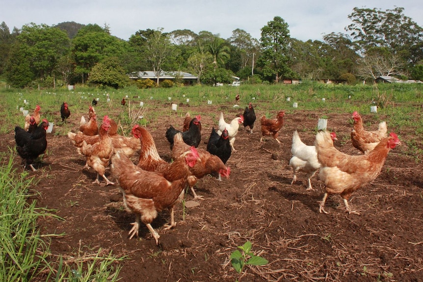 Chickens roam cropping fields