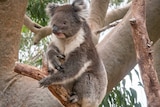 Young male koala, Koorda, rests on a branch after eating.