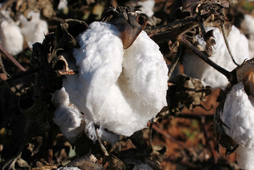 Cotton ready for harvest