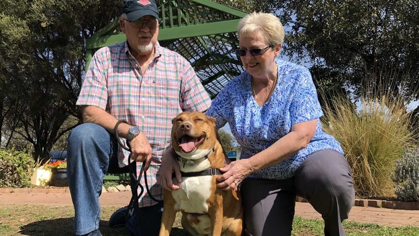 Ruby the staffy with her new family