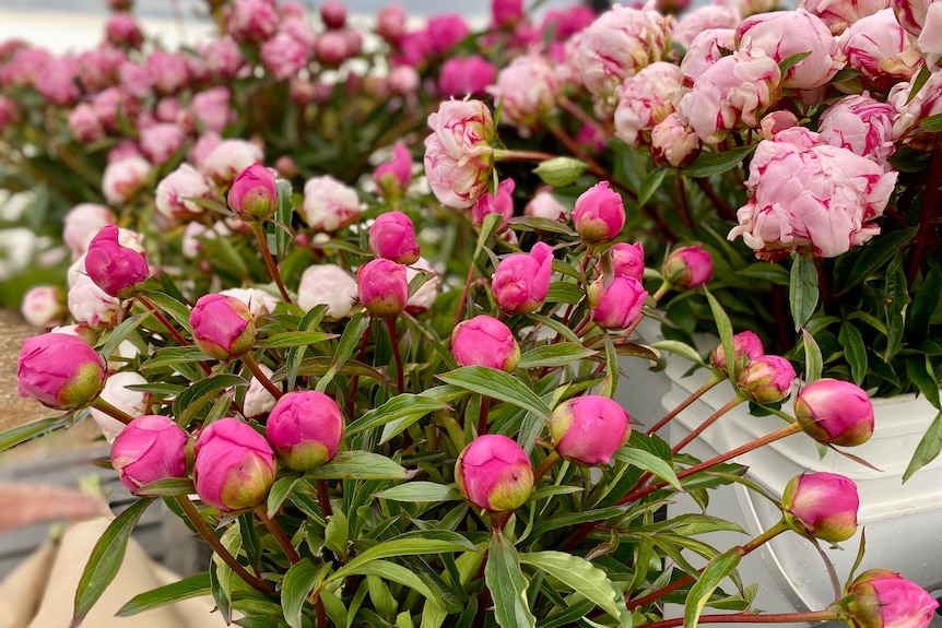 pink peonies