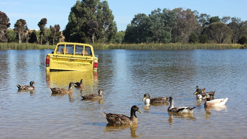 A car partly submerged in a lake with ducks nearby.