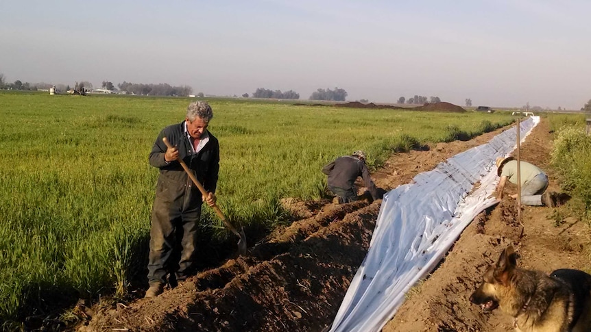 Men dig a trench for irrigation in a green field in California during the drought