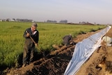 Men dig a trench for irrigation in a green field in California during the drought