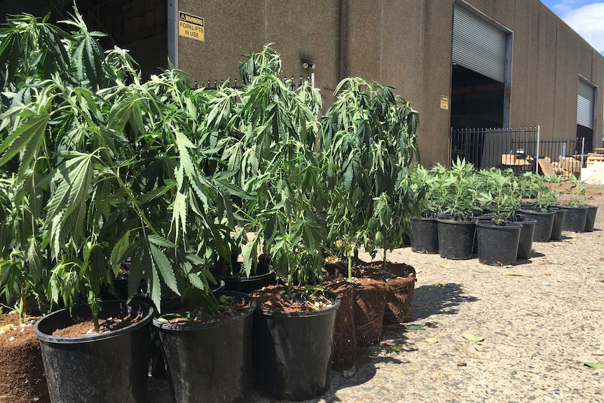 Cannabis plants seized today