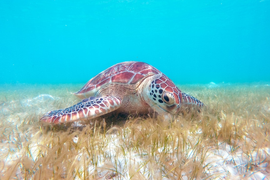 A sea turtle grazing on the sandy, sea floor among patch of sea grass. The water is clear and shallow, with sun lighting seabed.