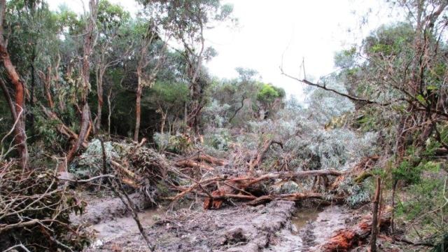 Residents angry at bush clearing by Landcom at Anna Bay, Port Stephens.