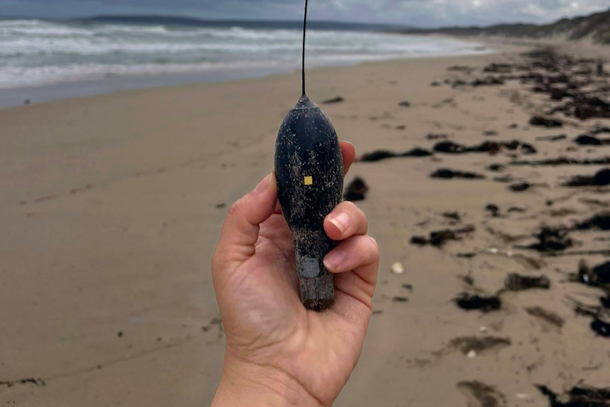 A tadpole-shaped satellite tag in the hand of a marine scientist on a West Australian beach.
