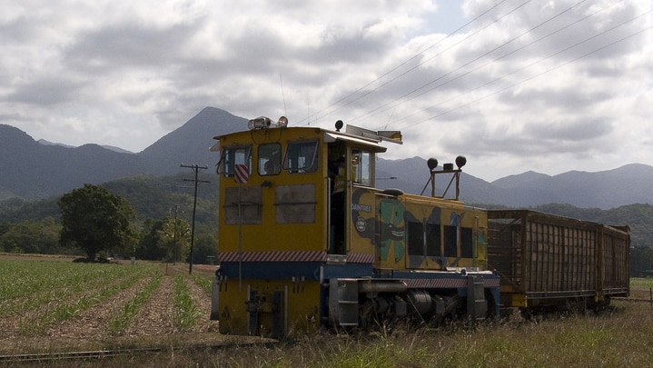Cane train, south of Mossman