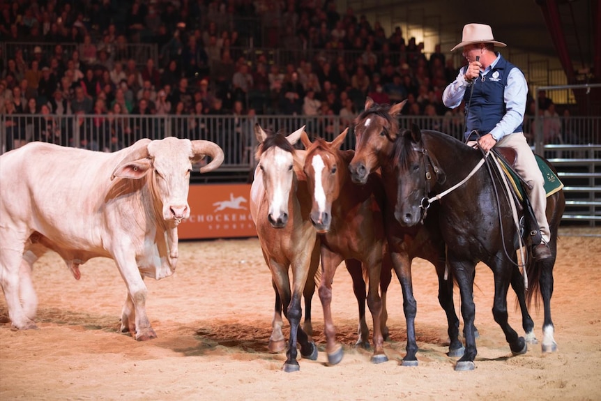 Photo of a man riding a horse with two other horses and a bull.