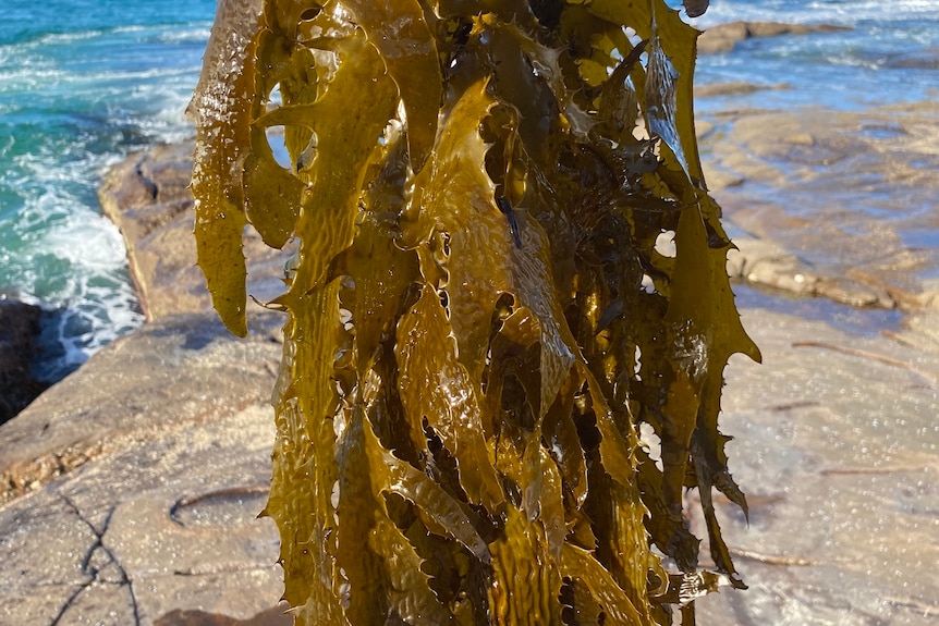 brown seaweed in front of ocean 