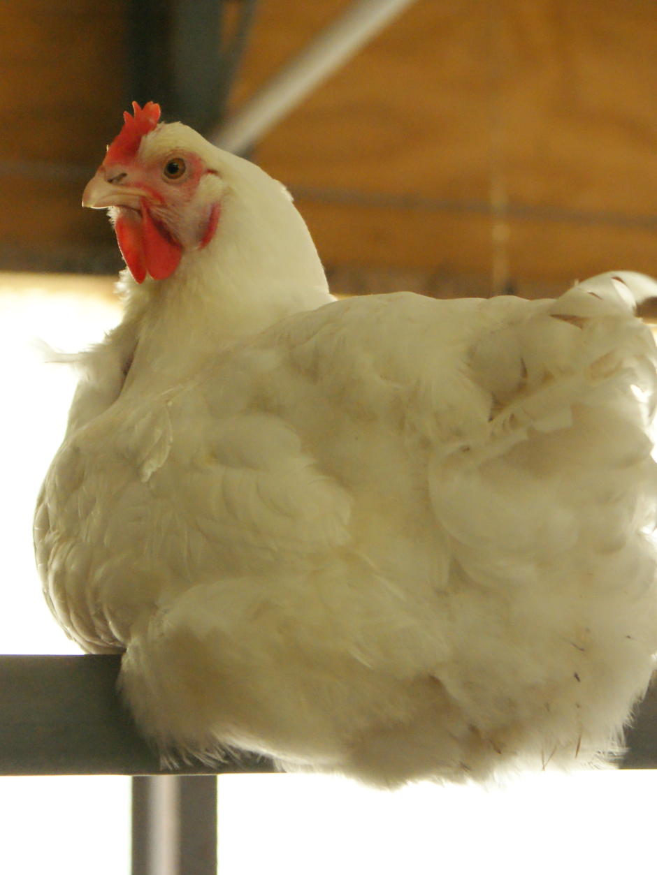 Poultry industry growth more than chicken feed - ABC News