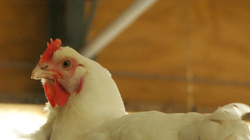 Hong Kong suspends Australian poultry imports