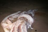 The squid live off the west coast and feed on blue grenadier.