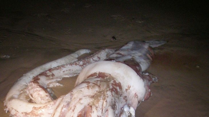 Giant squid