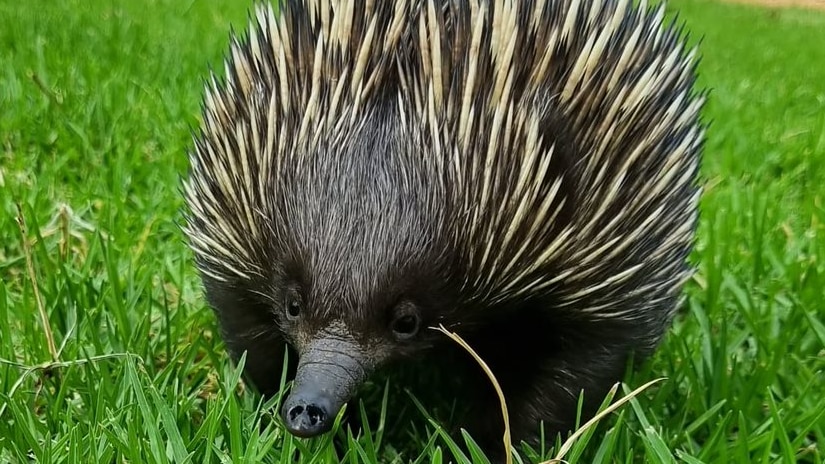 Photo of an echidna in the grass