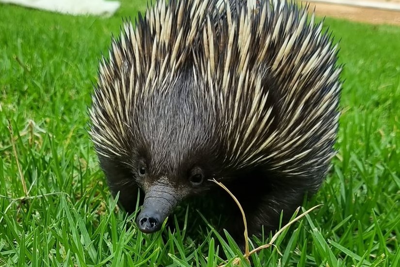 Photo of an echidna in the grass