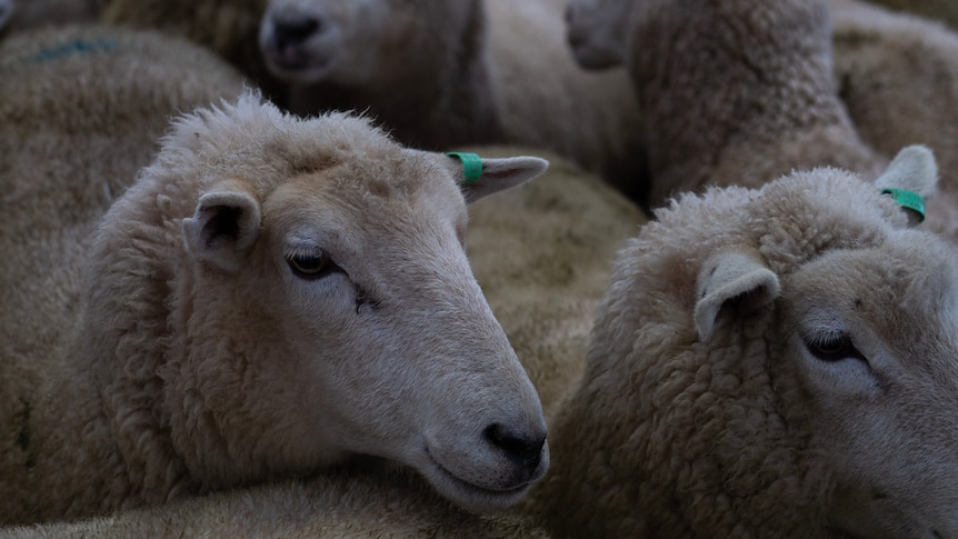 a close shot of one year old sheep showing them wearing small green ear tags.