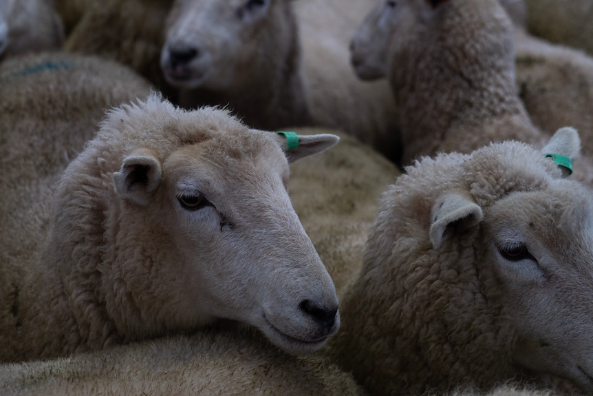 a close shot of one year old sheep showing them wearing small green ear tags.