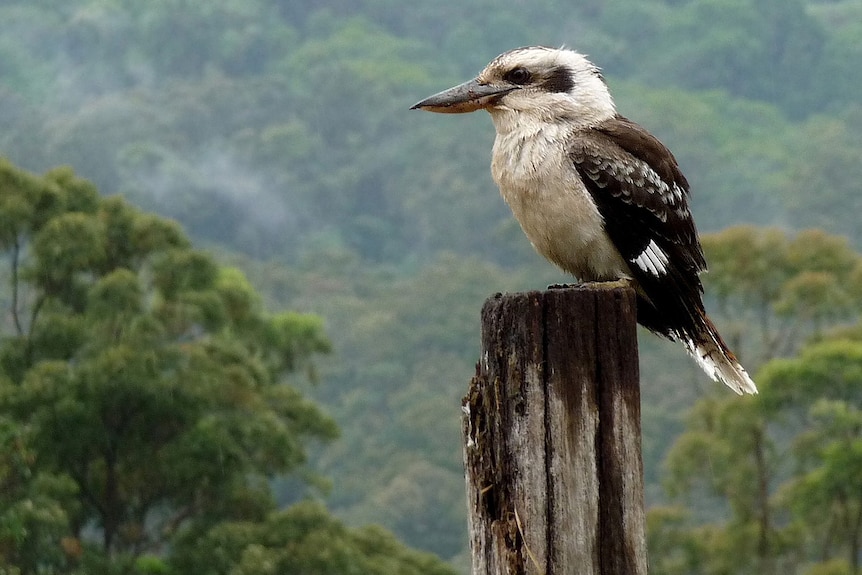 Kookaburra sits on an old fence post with forest background.