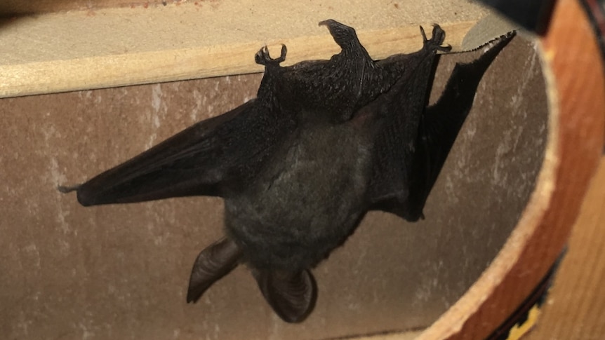 A small bat hanging upside down from a piece of wood